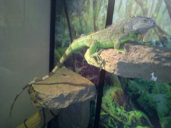 Iguanas2 profile photo