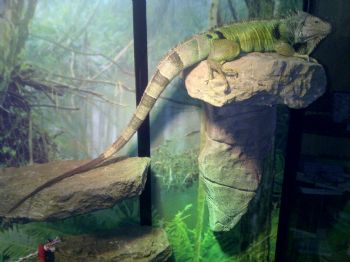 Iguanas2 profile photo