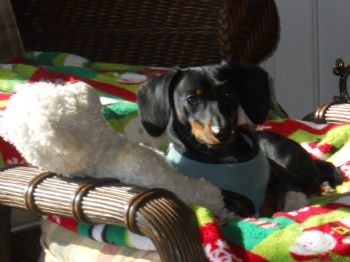 bghales profile photo