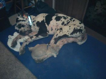 anitaharrell profile photo