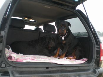 leston profile photo