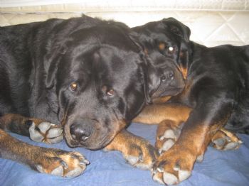 leston profile photo