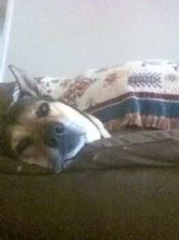 dartrip profile photo