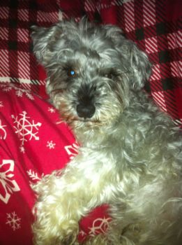 dartrip profile photo