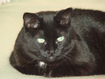 duskyjewel profile photo