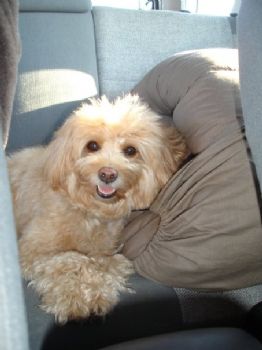 EvilPixie profile photo