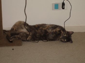 EvilPixie profile photo