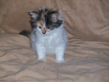 Imookey profile photo