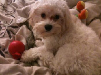 Bailey2 profile photo