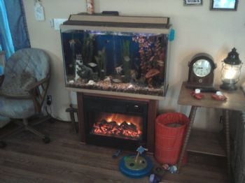 dragnflygal profile photo