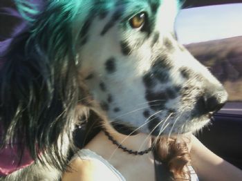 kkuhlman profile photo