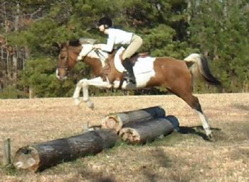 horselady88 profile photo