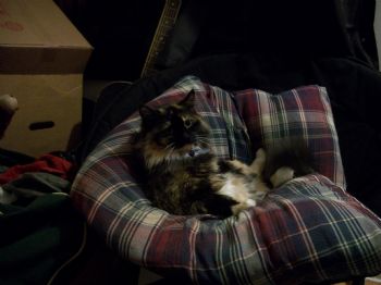 Sifora profile photo