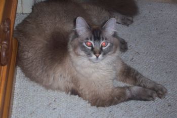 agapevonny profile photo