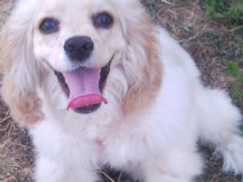 cblackshear profile photo