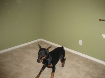 MyDobeStig profile photo