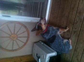 verycheery profile photo