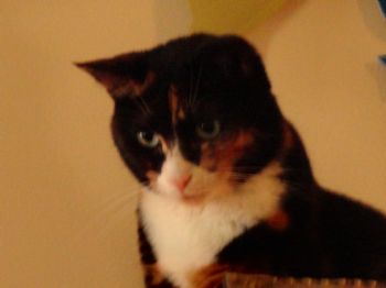 josefsmom profile photo