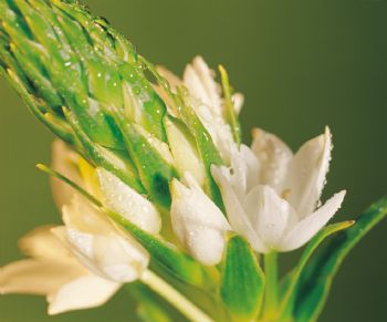 knburdick profile photo