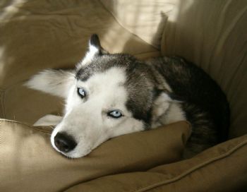 bluskye profile photo