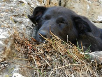 kdooling profile photo