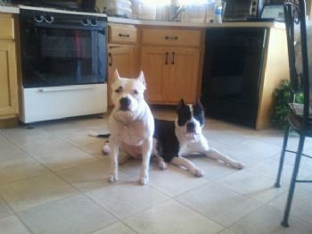 ton80pits profile photo