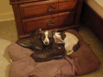 dogtrainer79 profile photo