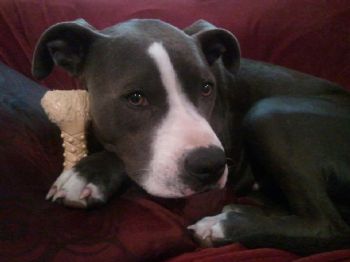 dogtrainer79 profile photo