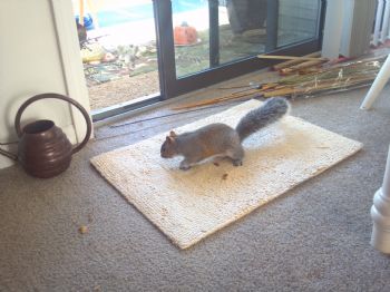 CardinalRose profile photo