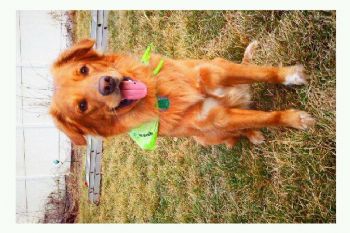 hondalovr949 profile photo