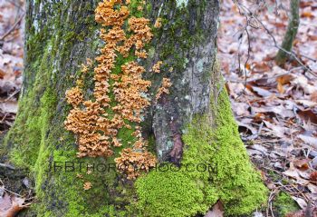 StephWA profile photo