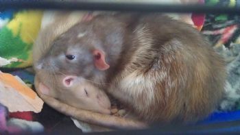 MerryMeri profile photo