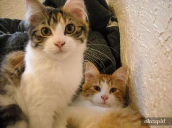 Henchman9 profile photo