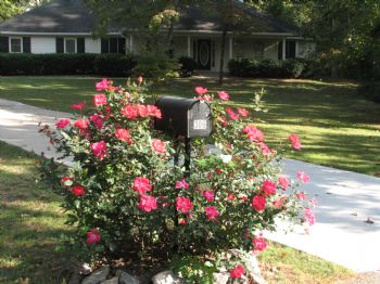 rodman302 profile photo