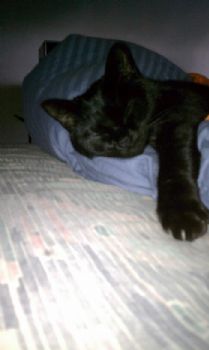 katlyon profile photo