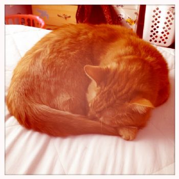 kshrigley profile photo