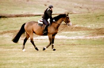 dariicatsr profile photo