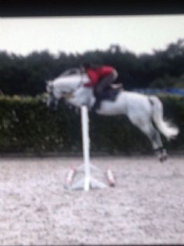 dariicatsr profile photo