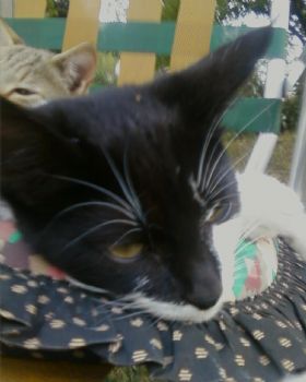 PandoraDream profile photo