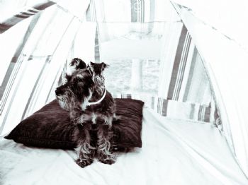 reesie01 profile photo