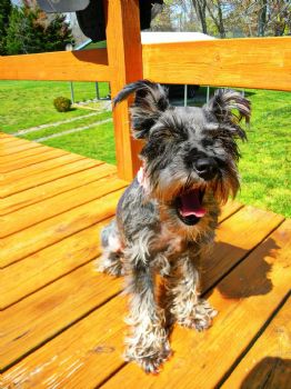 reesie01 profile photo