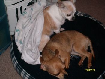 niecieharsh profile photo