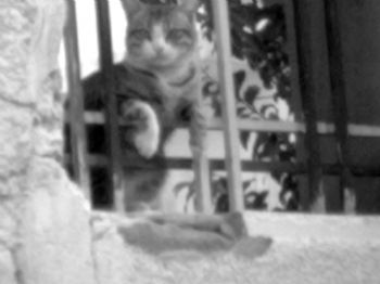 mohamed omer profile photo