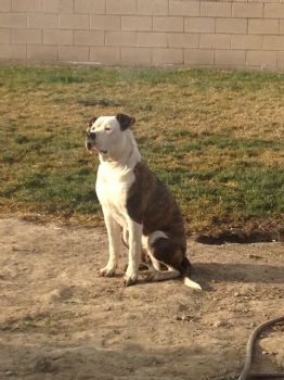 Mastaguns profile photo