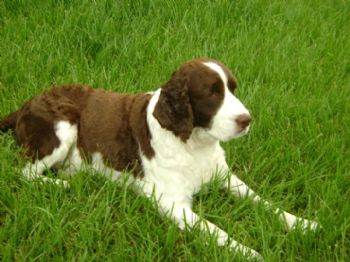 halfwitt profile photo