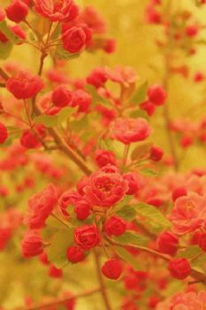 jangpphwa profile photo