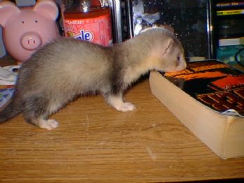 Dahlia profile photo