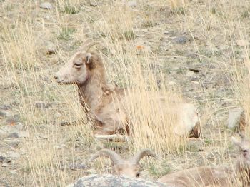 horseladyinm profile photo