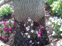 mel t. profile photo