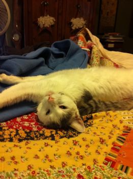 TKDenni profile photo